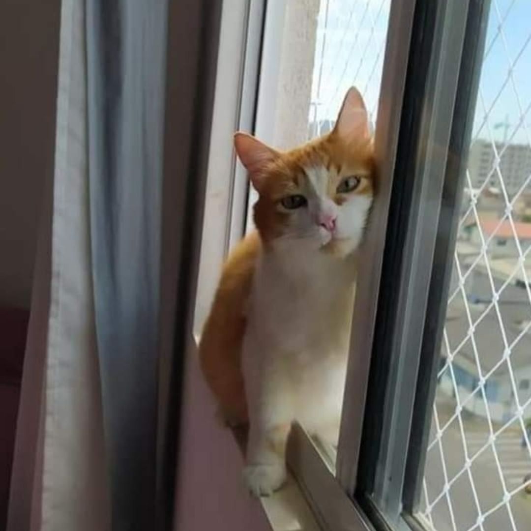 Gato junto a uma janela com rede de proteção em instalação da Renova Lar